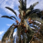 Palmengärten Agouz 2
